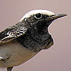Hooded Wheatear