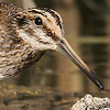 Jack Snipe