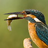 Common Kingfisher