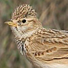 Lesser Short-toed Lark