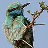 Little Green Bee-eater