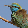 Little Green Bee-eater