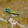 Little Green Bee-eater