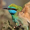 Little Green Bee-eater