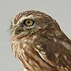 Little Owl