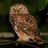 Little Owl
