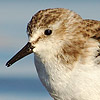 Little Stint