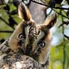 Long-eared Owl