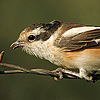 Masked Shrike