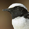 Mourning Wheatear