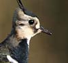 Northern Lapwing