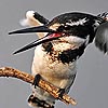 Pied Kingfisher