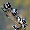 Pied Kingfisher