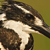 Pied Kingfisher