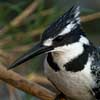 Pied Kingfisher