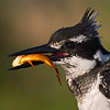 Pied Kingfisher