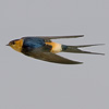 Red-rumped Swallow