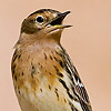 Red-throated Pipit