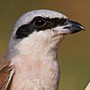 Red-backed Shrike