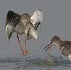 Redshank