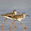 Common Redshank