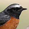 Common Redstart