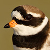 Common Ringed Plover