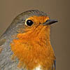 European Robin