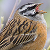Rock Bunting