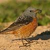 Rock Thrush
