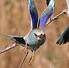 European Roller