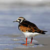 Ruddy Turnstone