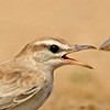 Rufous Bush Robin