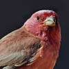 Sinai Rosefinch