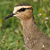 Sociable Plover