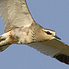 Sociable Plover