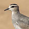 Sociable Plover
