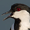 Spur-winged Lapwing