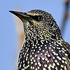 Common Starling