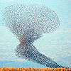 Common Starling
