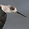 Black-winged Stilt