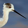 Black-winged Stilt