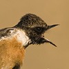 European Stonechat