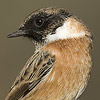 European Stonechat