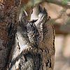 Straited Scops Owl