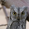 Striated Scops Owl