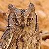 Striated Scops Owl