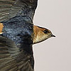 Red-rumped Swallow