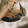 Syrian Woodpecker