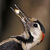 Syrian Woodpecker
